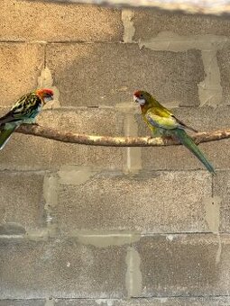 Rozela pestrá -chovne kusy