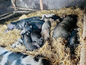 Prasata vietnamské křížené