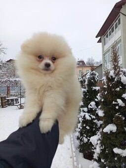Pomeranian špic