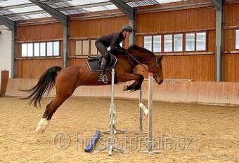 velmi talentovaná klisna do parkuru