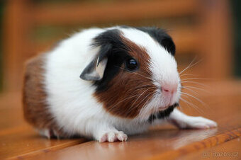 Morče, morčátko, morčata s PP - krátkosrstá