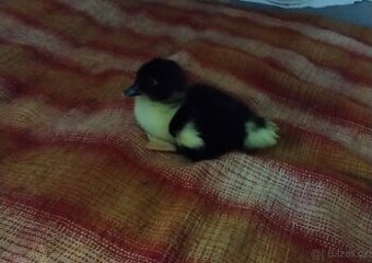 Prodáme kachňata pyžmovek bílá i barevná