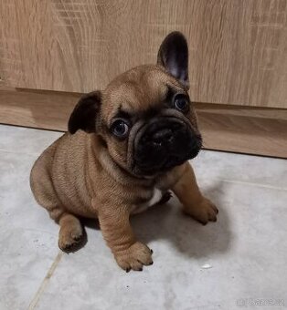 Francouzsky buldoček