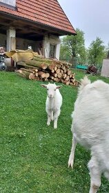 Česká bílá a holandská zakrslá  koza - 1