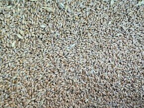 pšenice, pšeničný šrot