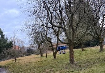 Ovocné dřevo