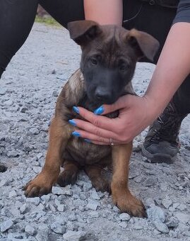 Belgický ovčák malinois
