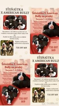 X American bully staford pitbull