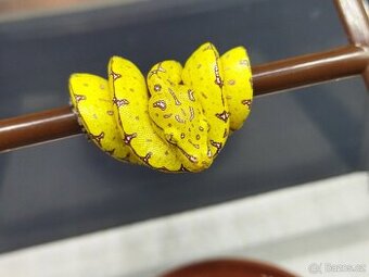 Morelia viridis Lereh - 1