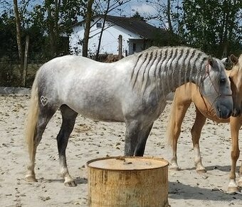 Lusitano valach - 5 r.