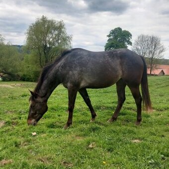 Tříletá klisna Appaloosa
