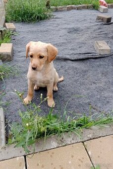 Labradorsky retrivr /retriever