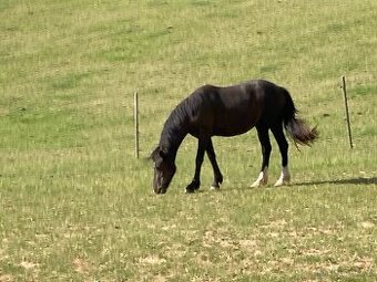 2 letá welsh pony C