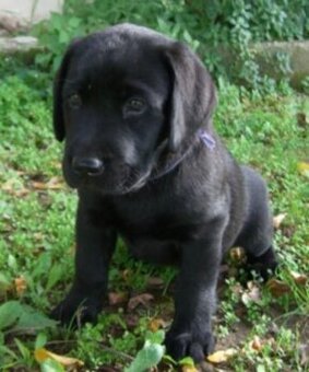 Labradorsky retrvr