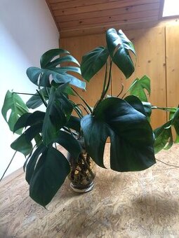Monstera- vrcholové listy