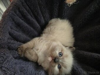 Ragdoll koťátko bez PP