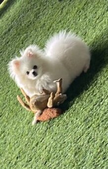 Pomeranian s PP