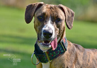 Darujeme nalezenou fenu křížence