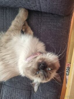 Krásná ragdoll holčička