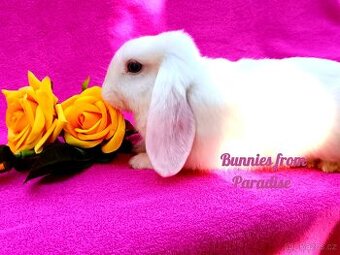 MODROOKÝ SNĚHOVĚ BÍLÝ SATÉNOVÝ KLUČÍK ❤️❤️❤️