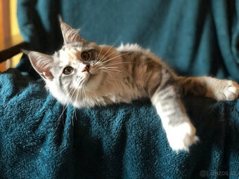 Mainská mývalí sPP