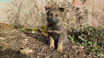 Štěňata Německého ovčáka