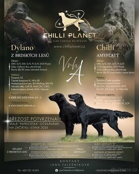 Flat coated retriever - štěňátka s PP