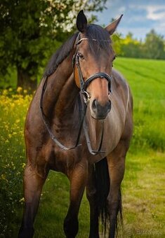 Prodám nadějnou A1/1 klisnu - 1