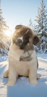 Štěňátka americká akita