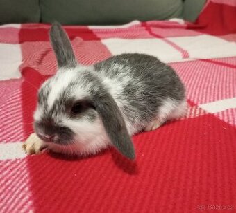 Zakrslý beránek králíček