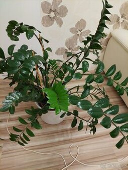 Zamioculcas