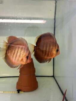 Terčovci Red cover - 1