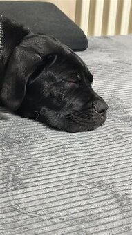 Cane Corso - 1
