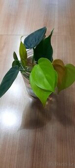 Philodendron scandens a lemon lime