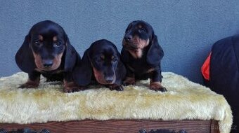 Jezevčík trpasličí