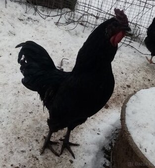 Kohout Ayam Cemani