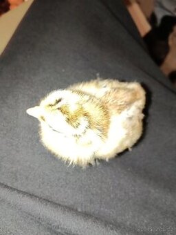 Kuřata - Česká zlatá kropenka