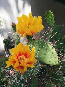 Kaktusy - mrazuvzdorné opuncie
