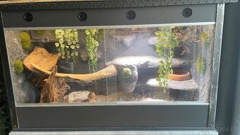Agama + terrarium