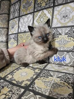 Koťátka Ragdoll