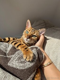Bangálská kráska 🐾