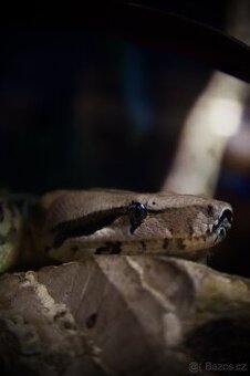 Hroznýš královský - Boa constrictor