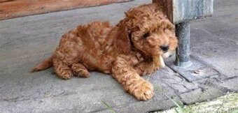 Maltipoo štenatko
