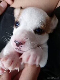 Jack russel teriér