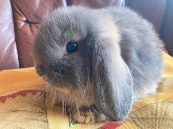 MIMINKA K ODBĚRU - zakrslý beránek minilop