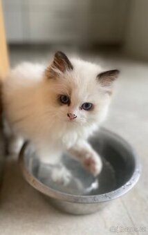 Ragdoll kocourek prodej
