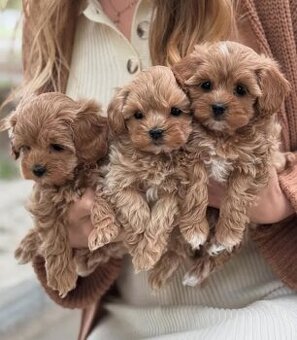 Maltipoo