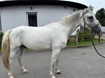 Valach - Lipican