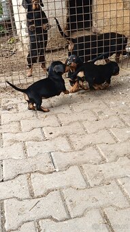 jezevčík hladkosrstý