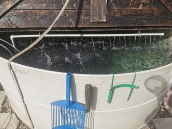 Nasada pstruh duhový